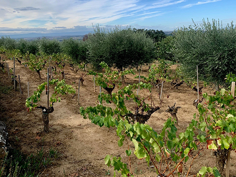 Aseginoloza & Leunda: garnachas evocadoras que nacieron como hobby