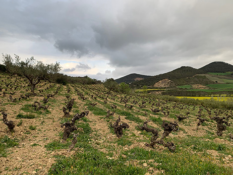 El destino de Navarra está unido a la garnacha