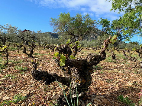 El destino de Navarra está unido a la garnacha