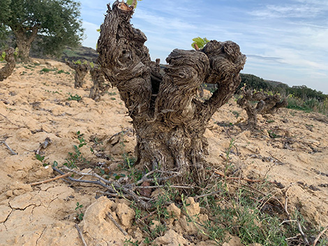 El destino de Navarra está unido a la garnacha