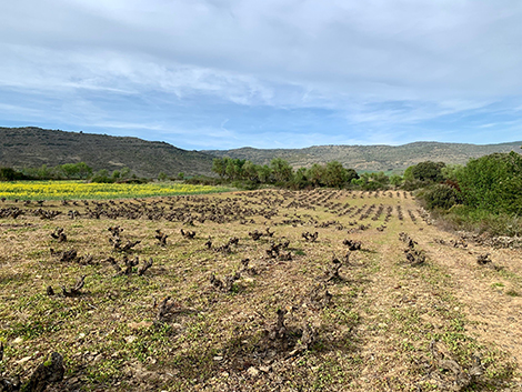 Los paisajes de la garnacha en Navarra