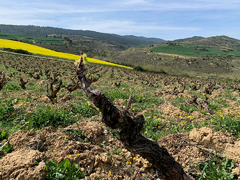 Los paisajes de la garnacha en Navarra