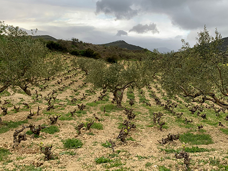 Los paisajes de la garnacha en Navarra