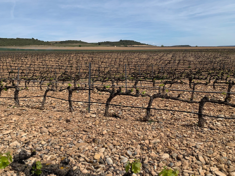 Los paisajes de la garnacha en Navarra