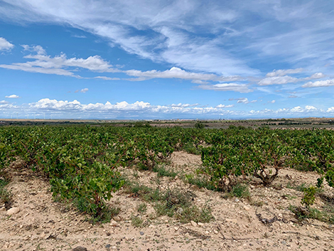 Los paisajes de la garnacha en Navarra