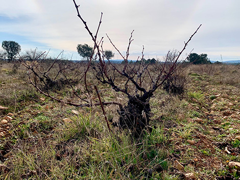 Fuentes del Silencio, la voz del vino en el valle del Jamuz