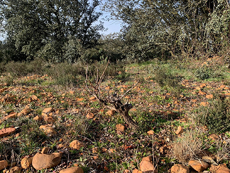 Fuentes del Silencio, la voz del vino en el valle del Jamuz