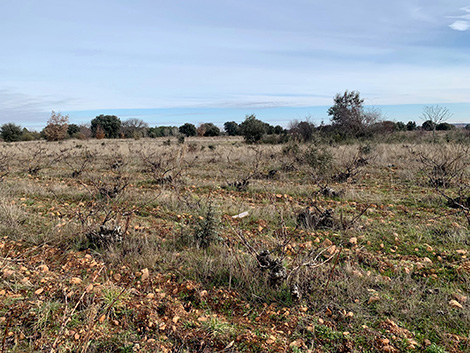 Fuentes del Silencio, la voz del vino en el valle del Jamuz