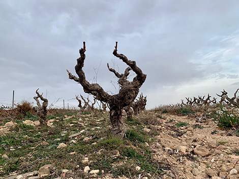 Vinos en Voz Baja busca la esencia de Rioja Oriental 