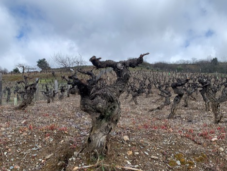 José Antonio García: así es una pequeña bodega familiar del Bierzo