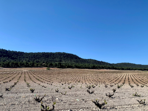 Jumilla, resiliencia en estado puro