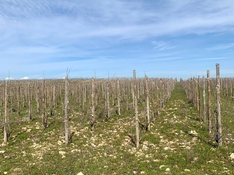 Félix Callejo, la evolución hacia una visión más terruñista de la Ribera del Duero