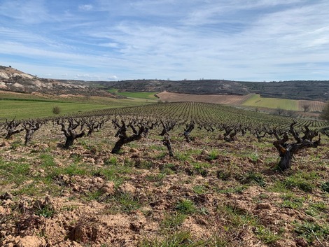 Félix Callejo, la evolución hacia una visión más terruñista de la Ribera del Duero