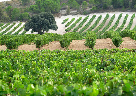 Vega Sicilia, 150 años después