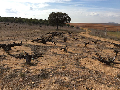 Toro: una historia de tintos robustos y viejos viñedos