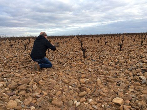 Toro: una historia de tintos robustos y viejos viñedos