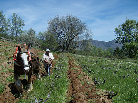 Comando G: al rescate de las garnachas de Gredos