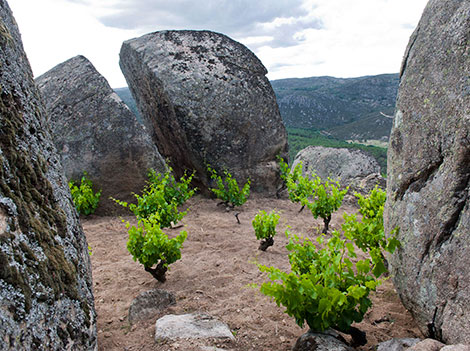 Comando G: al rescate de las garnachas de Gredos