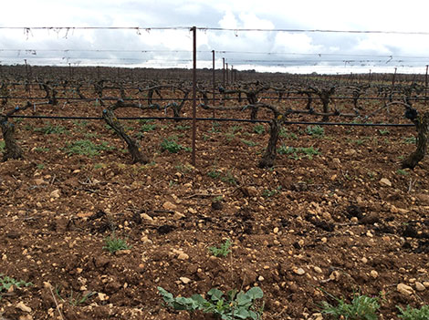 Alejandro Fernández, making wine his own way since 1975