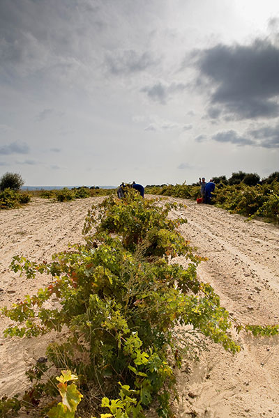 Viñas del Cénit