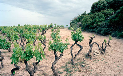 Cía. de Vinos Telmo Rodríguez