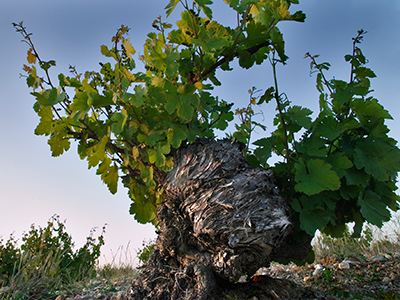 Ossian Vides y Vinos