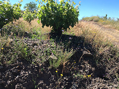 Mandrágora Vinos de Pueblo