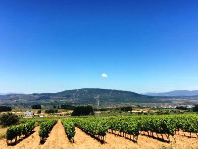 Losada Vinos de Finca