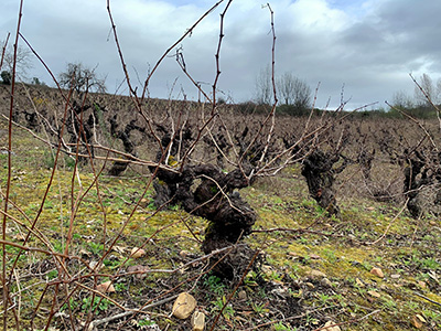 Vinos Valtuille