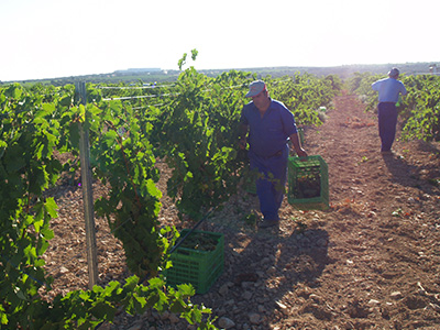 Finca Antigua