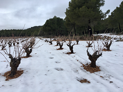 Bodegas del Rosario