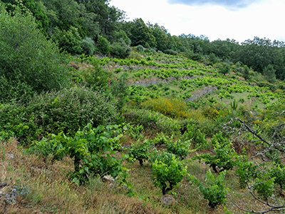 Viñas Serranas