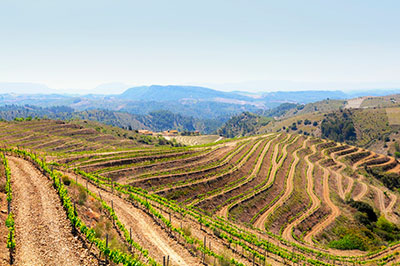 Bodega Torres Priorat