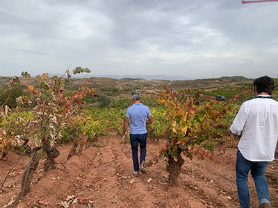 Viñedos El Pacto