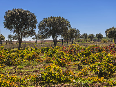 El Capricho Bodegas Gordón