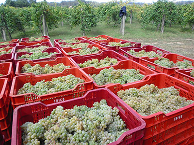 Cía. de Vinos Tricó