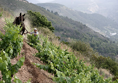 Descendientes de J. Palacios