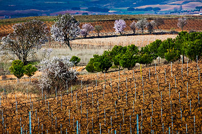 Viñedos Alonso del Yerro